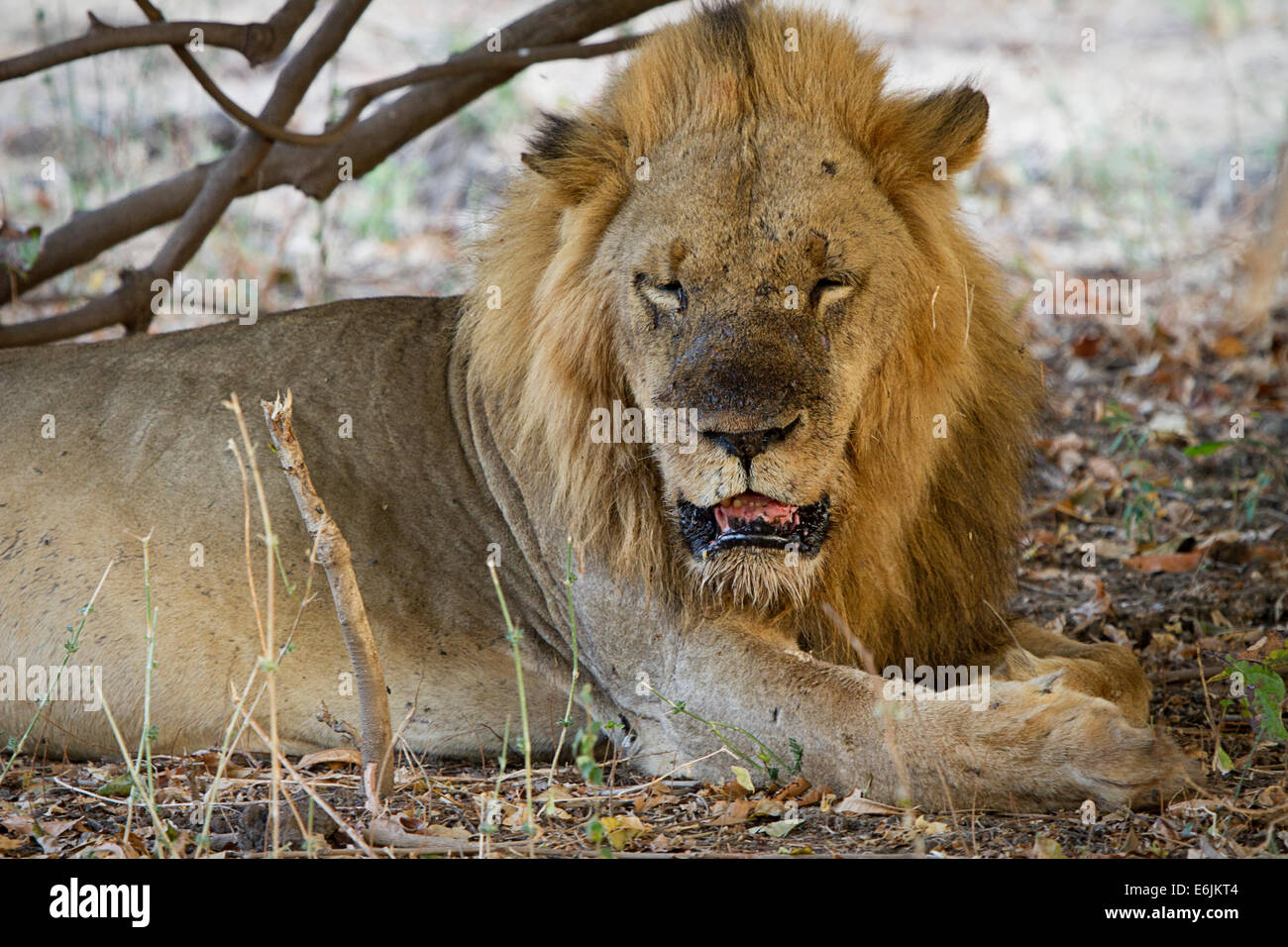 Grande maschio lion riposo sotto un albero Foto Stock
