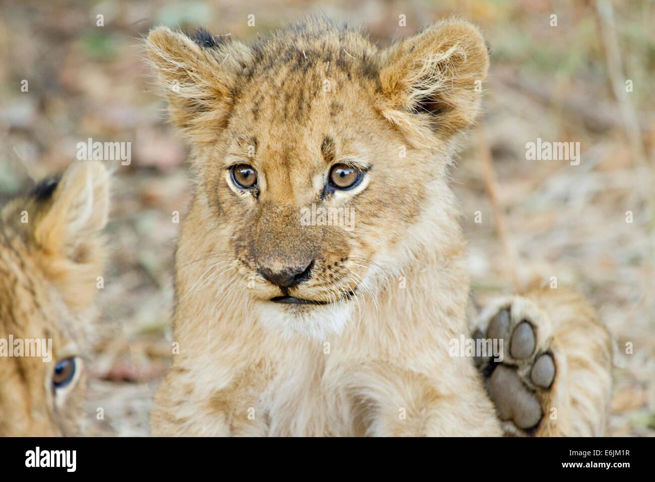 Cucciolo di leone sveglio Foto Stock