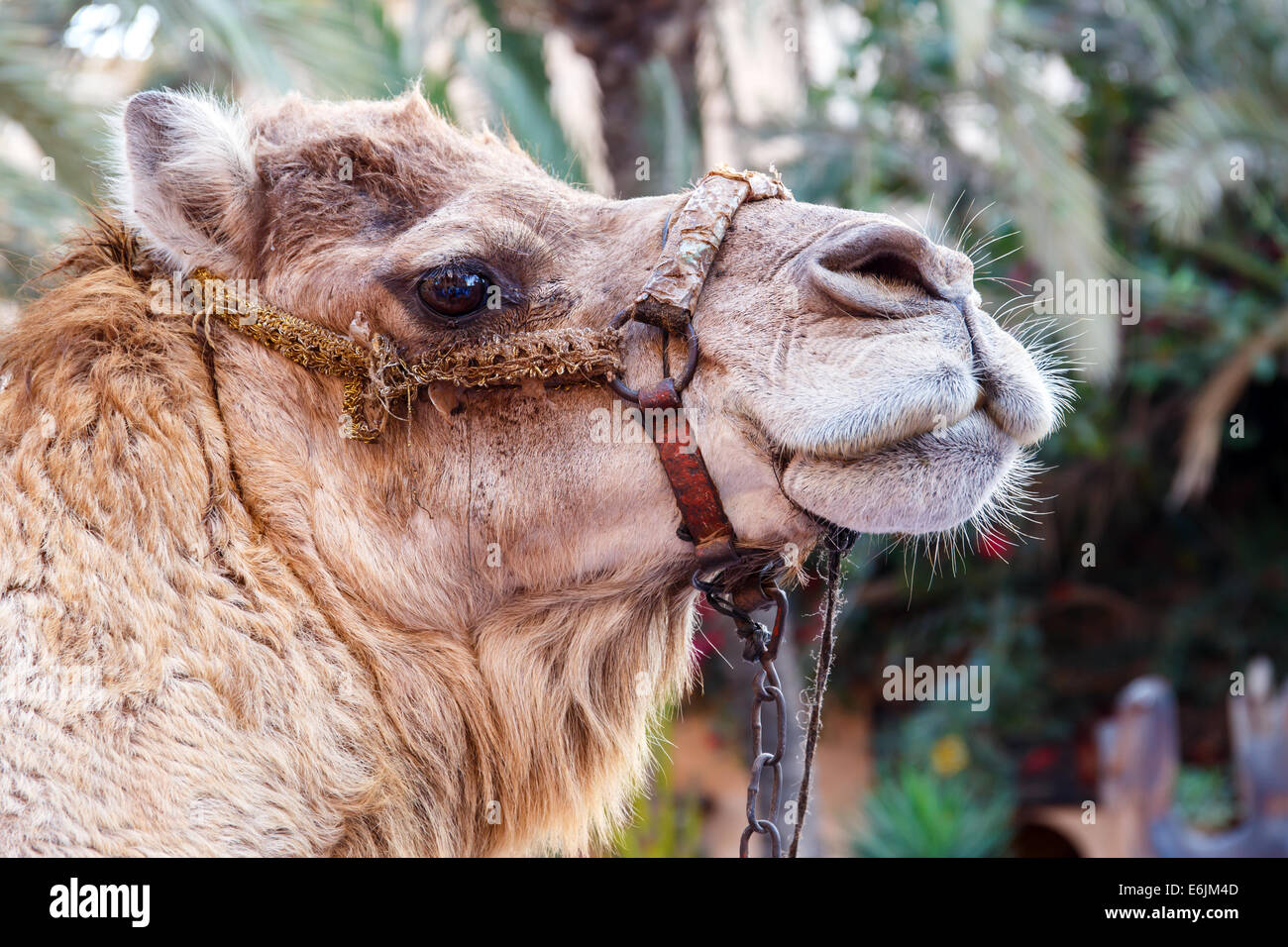 Ritratto di un cammello a Agadir, Marocco Foto Stock