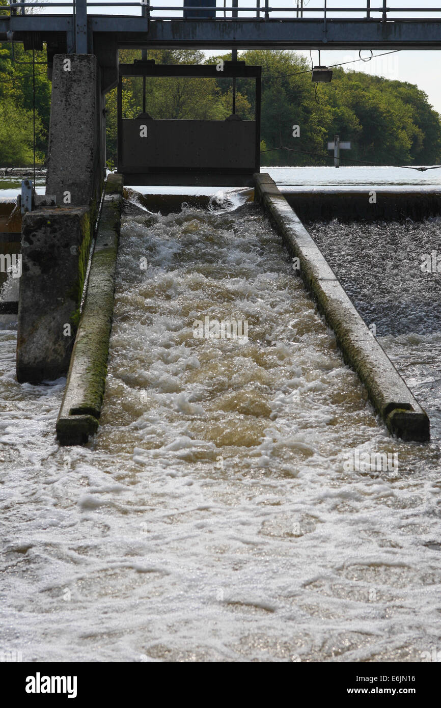 Scala dei salmoni a Boveney Weir sul Fiume Tamigi vicino a Windsor, Berkshire, Inghilterra. Foto Stock