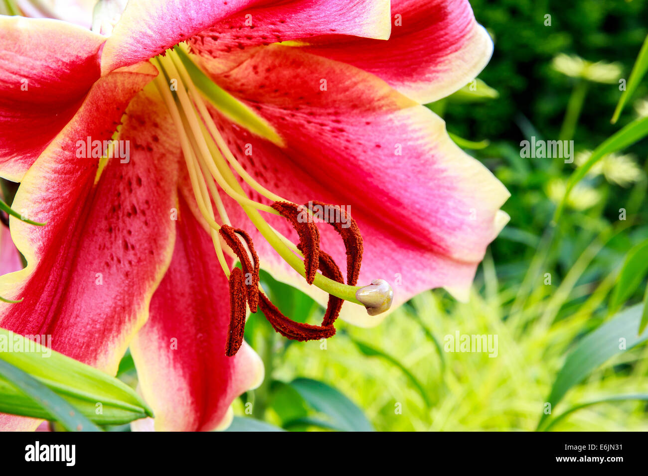 Primo piano di un bellissimo fiore di giglio in un giardino estivo Foto Stock