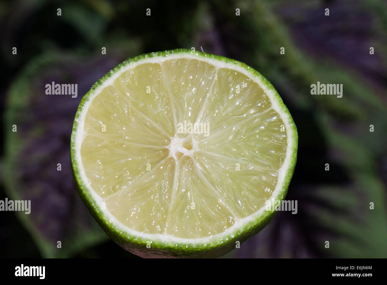 Lime a taglio trasversale Macro Foto Stock