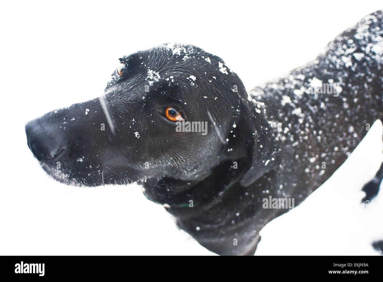 Una femmina nera canine, noto come una 'mutt' in piedi in un campo di neve. Ella è di razza mista con alcuni Labrador Retriever nel suo blo Foto Stock