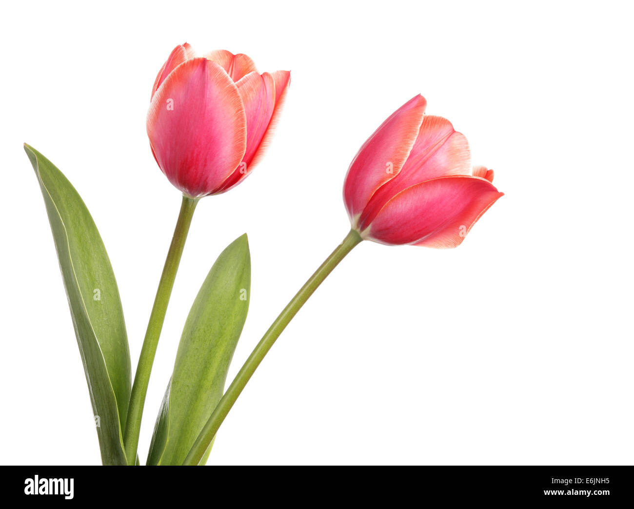 Due fiori immagini e fotografie stock ad alta risoluzione - Alamy