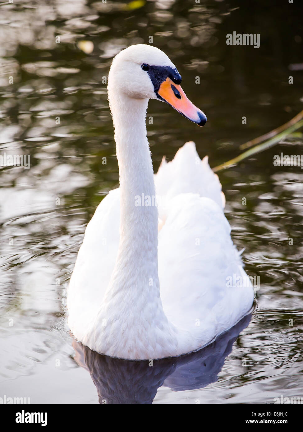 Majestic swan galleggianti sulla superficie dell'acqua Foto Stock