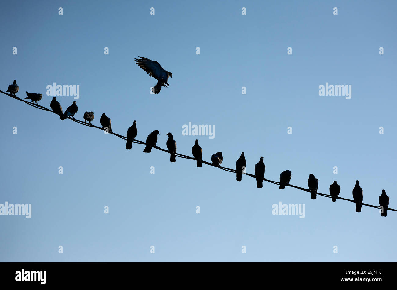 Gli uccelli in un filo. Foto Stock