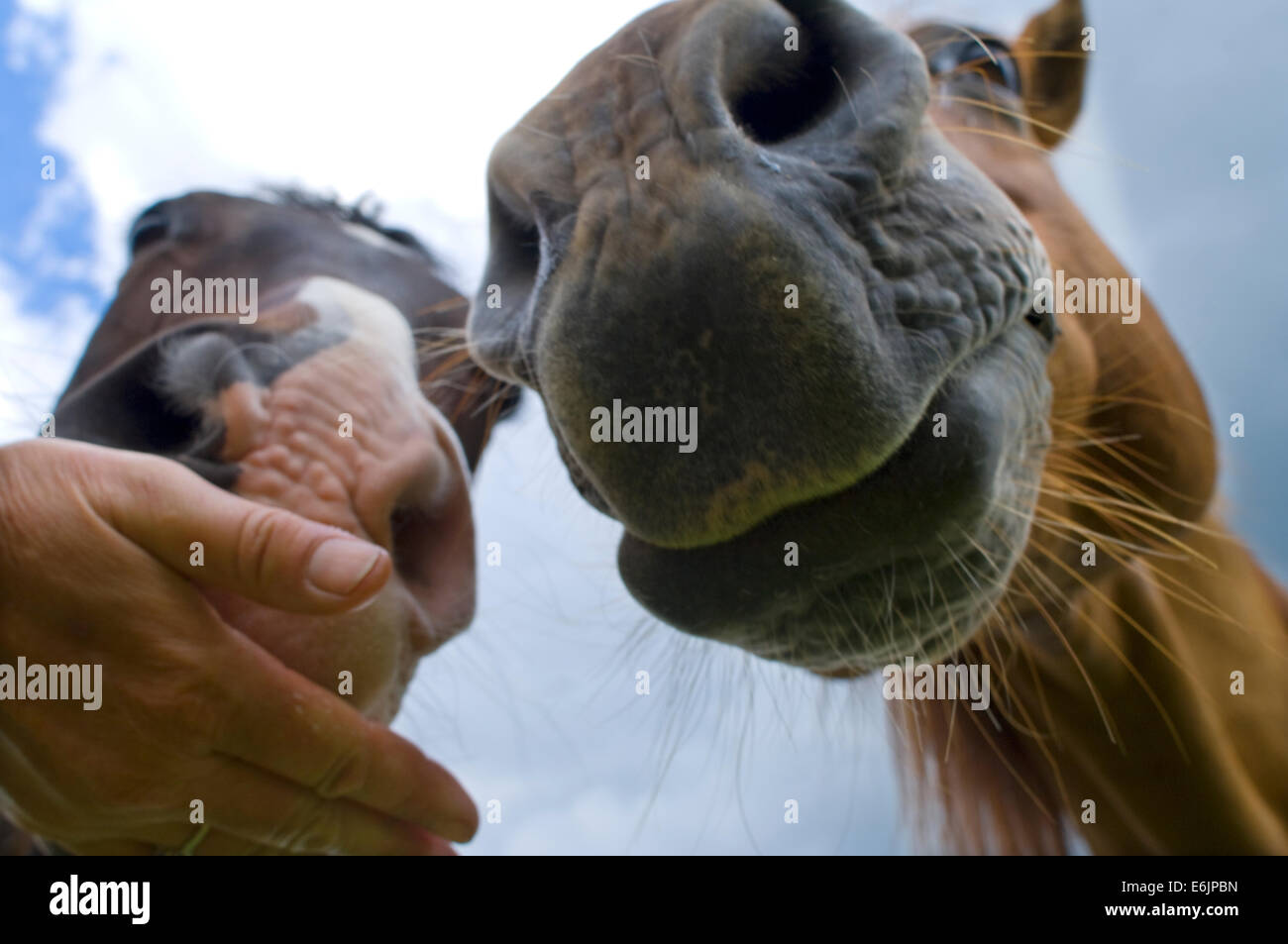 Originariamente chiamato il celebre quartiere americano cavalli in corsa dai coloni inglesi nel 1600, la American Quarter Horse w Foto Stock