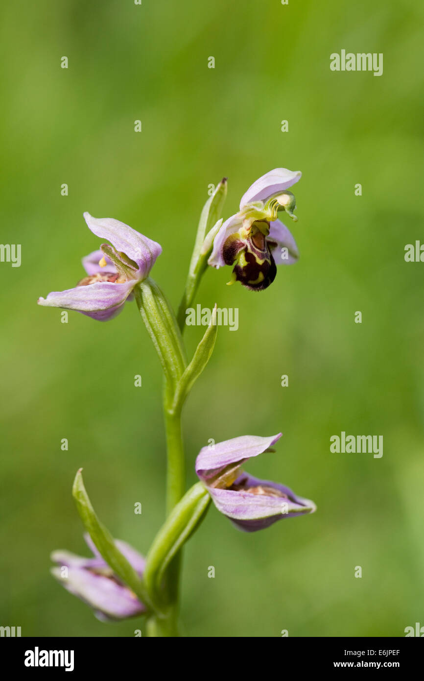 Ophrys apifera. Bee Orchid in un prato di fiori selvaggi. Foto Stock