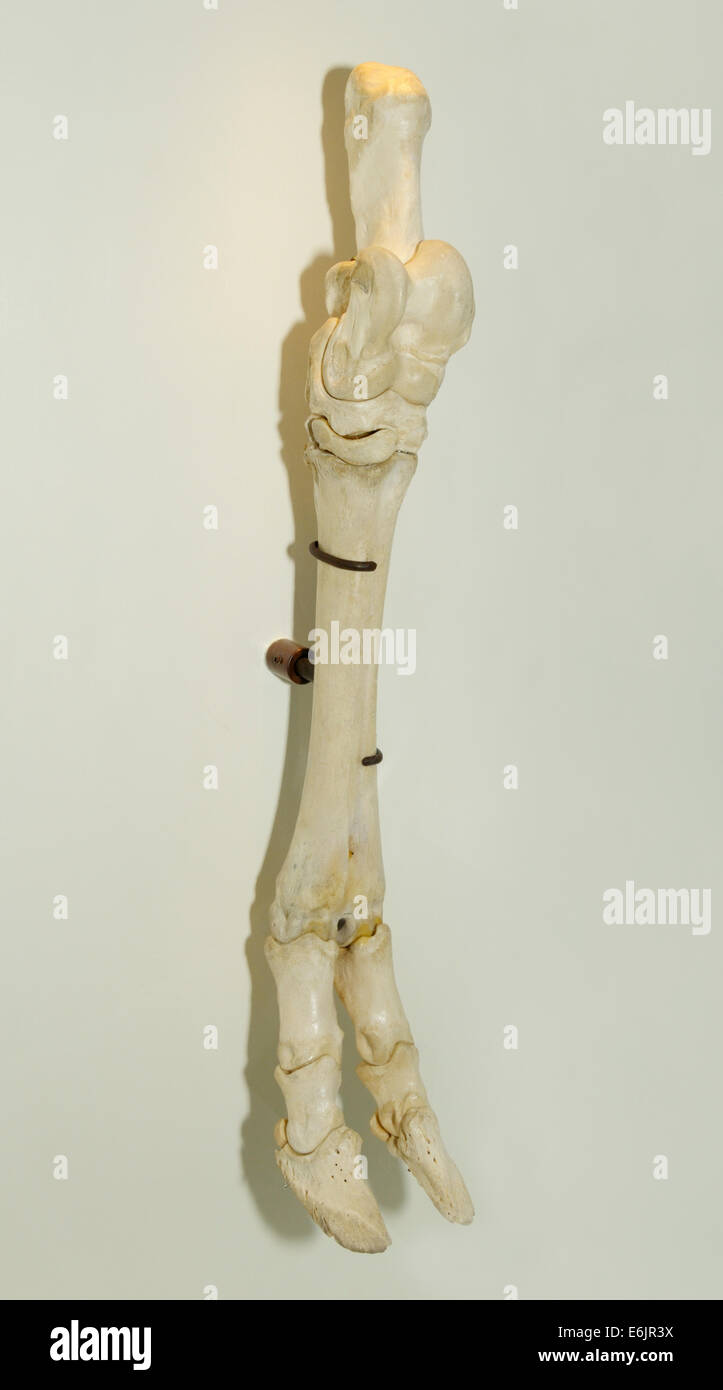 Caviglia e piede le ossa di un bue, Bos taurus, un anche-toed ungulato (Artiodactyla) Foto Stock