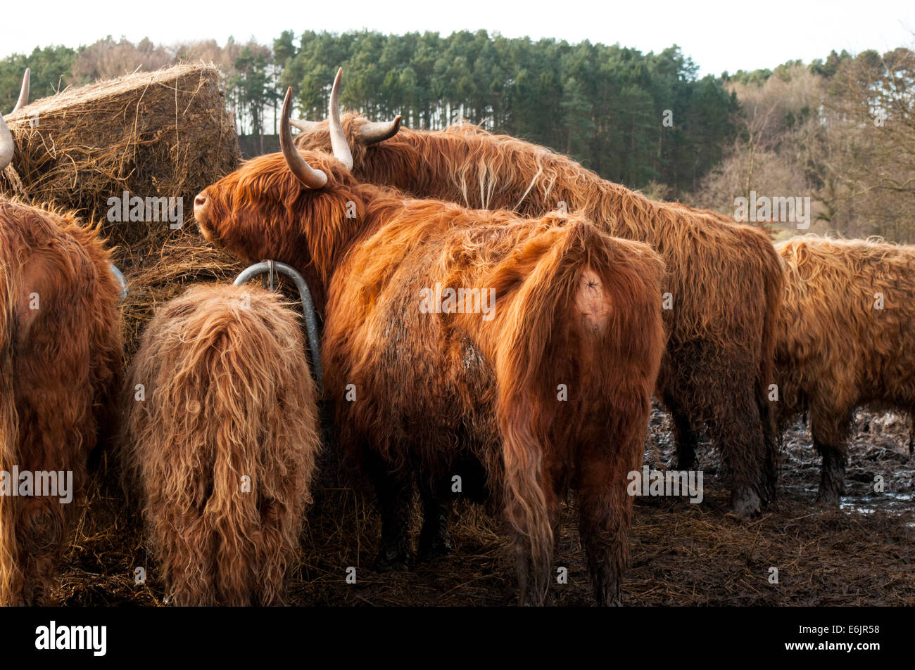 Highland alimentazione bestiame sul fieno Foto Stock