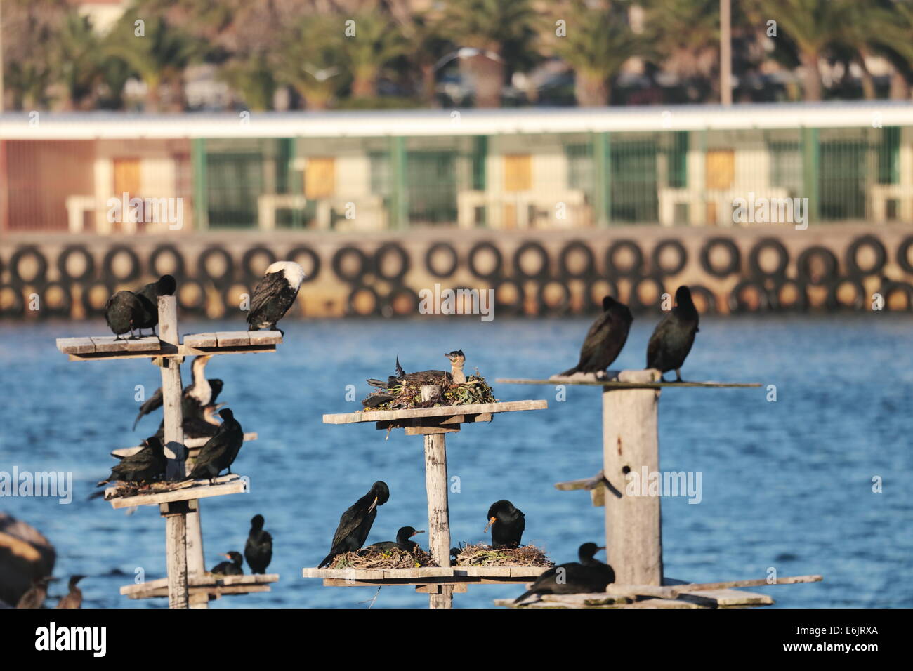 La nidificazione di cormorani sull isola degli uccelli in Lamberts Bay, Costa Ovest, Sud Africa Foto Stock