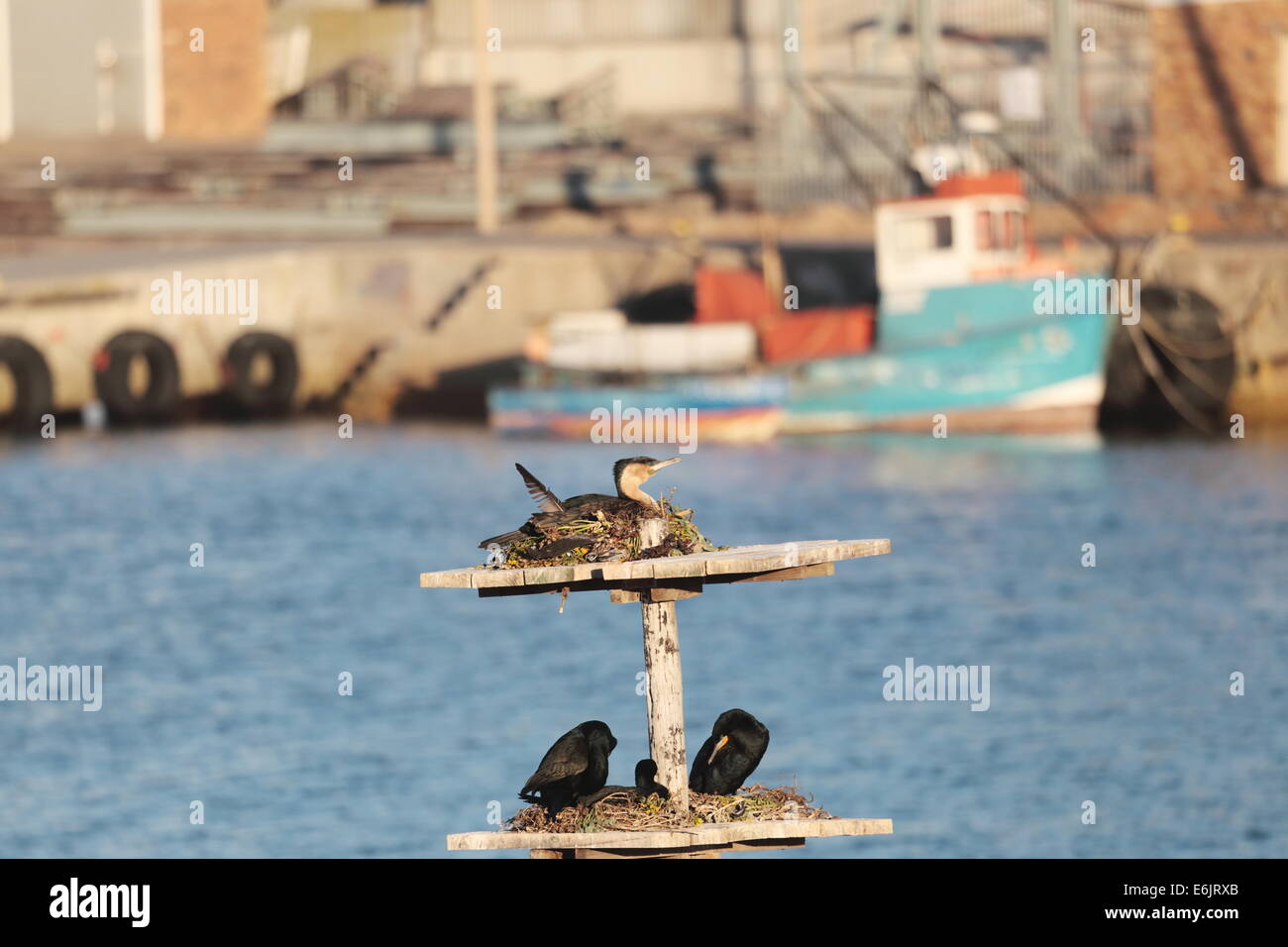 La nidificazione di cormorani sull isola degli uccelli in Lamberts Bay, Costa Ovest, Sud Africa Foto Stock