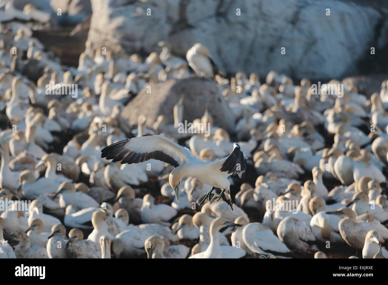 Cape Gannet sorvolano nidifica su Bird Island, Lamberts Bay, Sud Africa Foto Stock