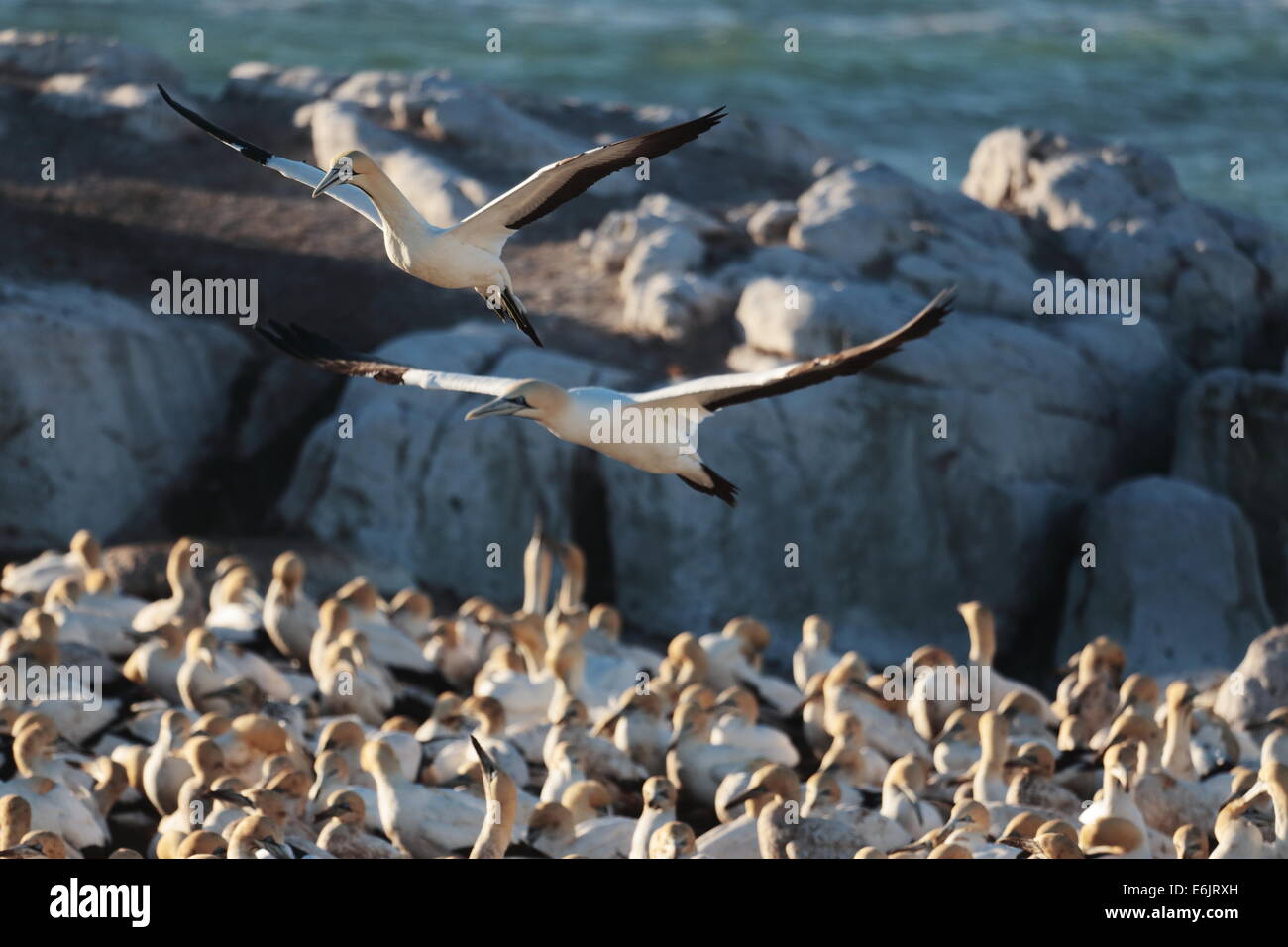 Due Cape sule sorvolano gannett nidifica su Bird Island, Lamberts Bay, Sud Africa Foto Stock
