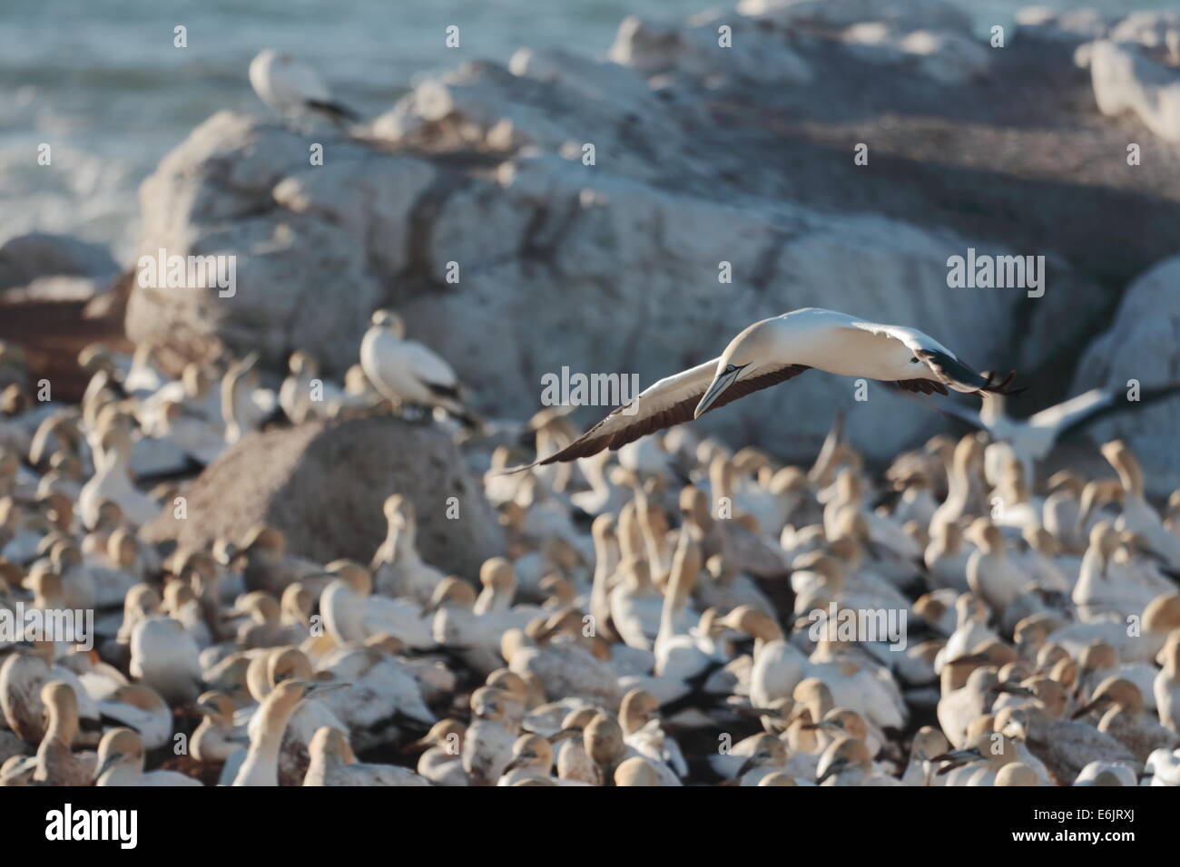 Cape Gannet sorvolano nidifica su Bird Island, Lamberts Bay, Sud Africa Foto Stock