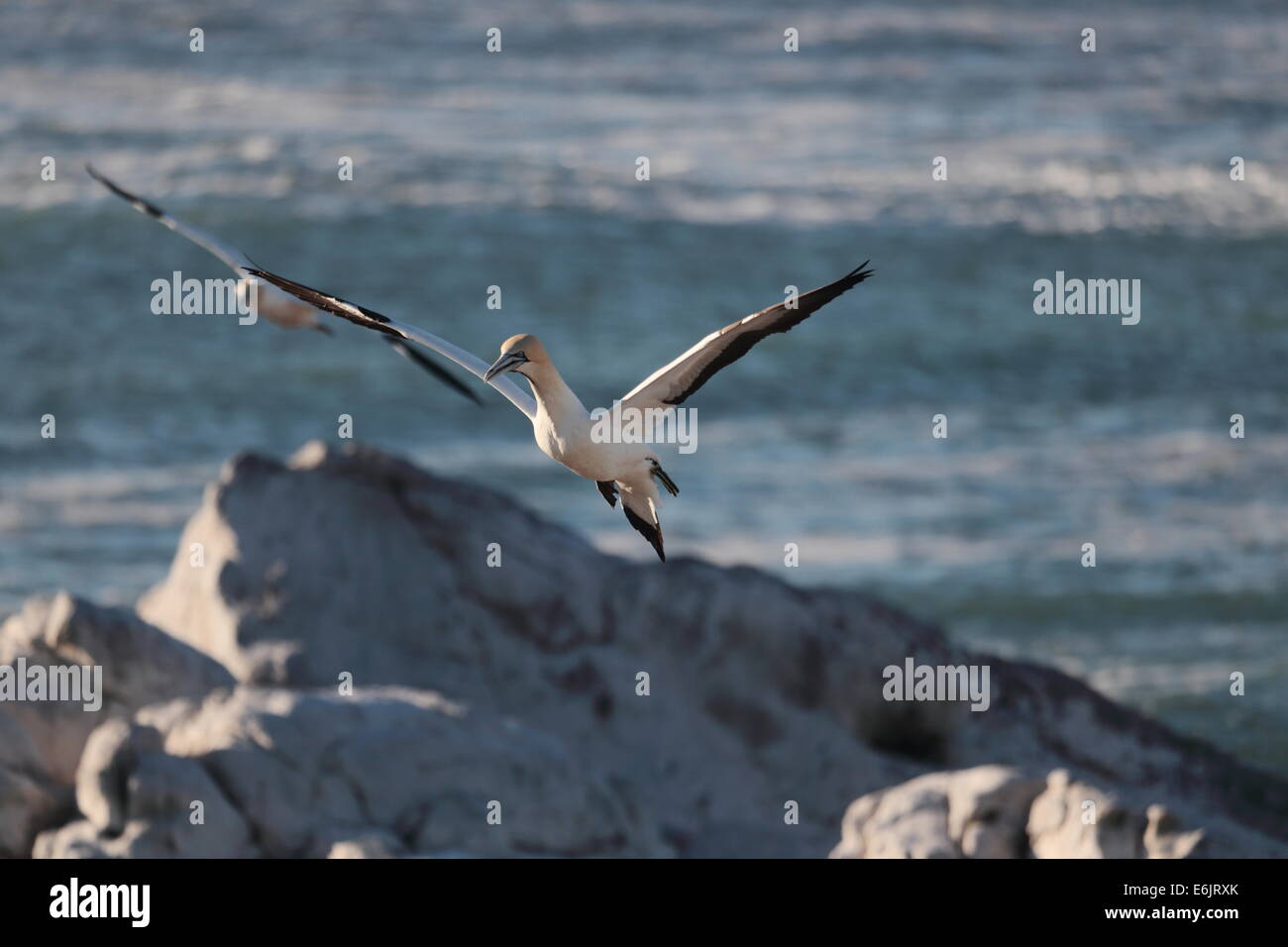 Cape Gannet sorvolano Bird Island, Lamberts Bay, Sud Africa Foto Stock