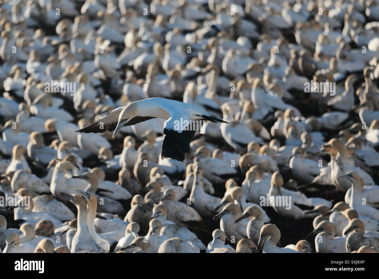 Cape sule nidi su Bird Island, Lamberts Bay, Sud Africa Foto Stock