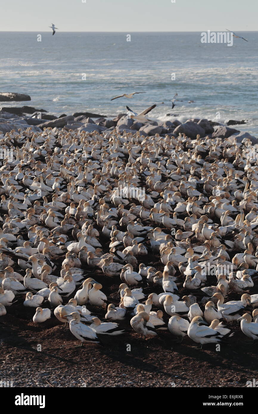 Cape sule nidi su Bird Island, Lamberts Bay, Sud Africa Foto Stock