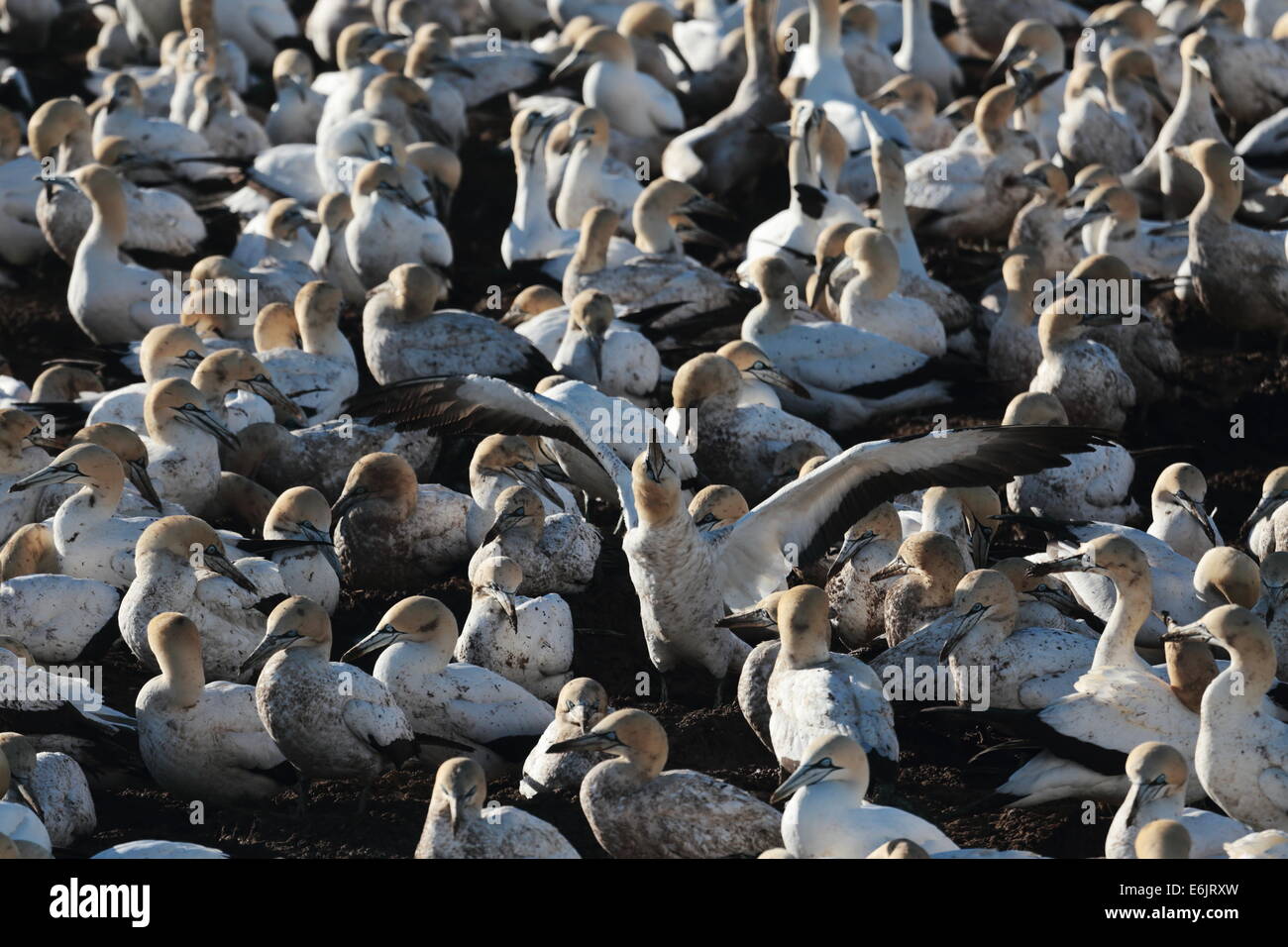 Cape sule nidi su Bird Island, Lamberts Bay, Sud Africa Foto Stock