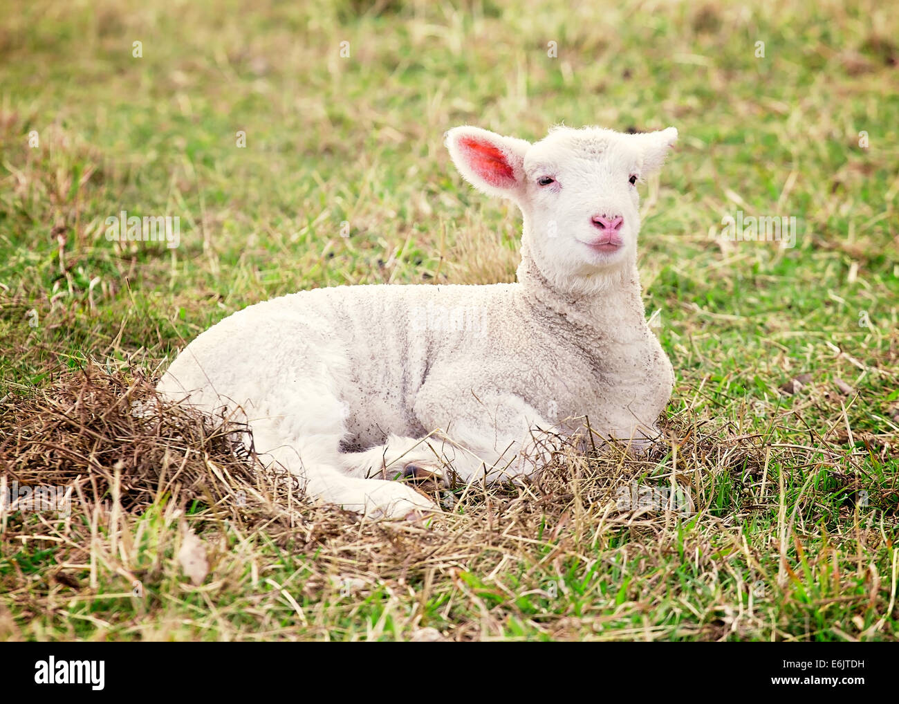 Un bianco suffolk agnello giacente in erba Foto Stock