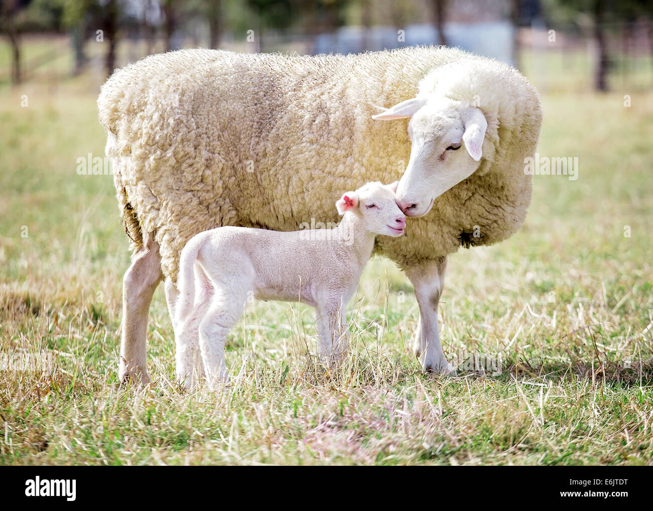 Un bianco suffolk Pecora con agnello Foto Stock