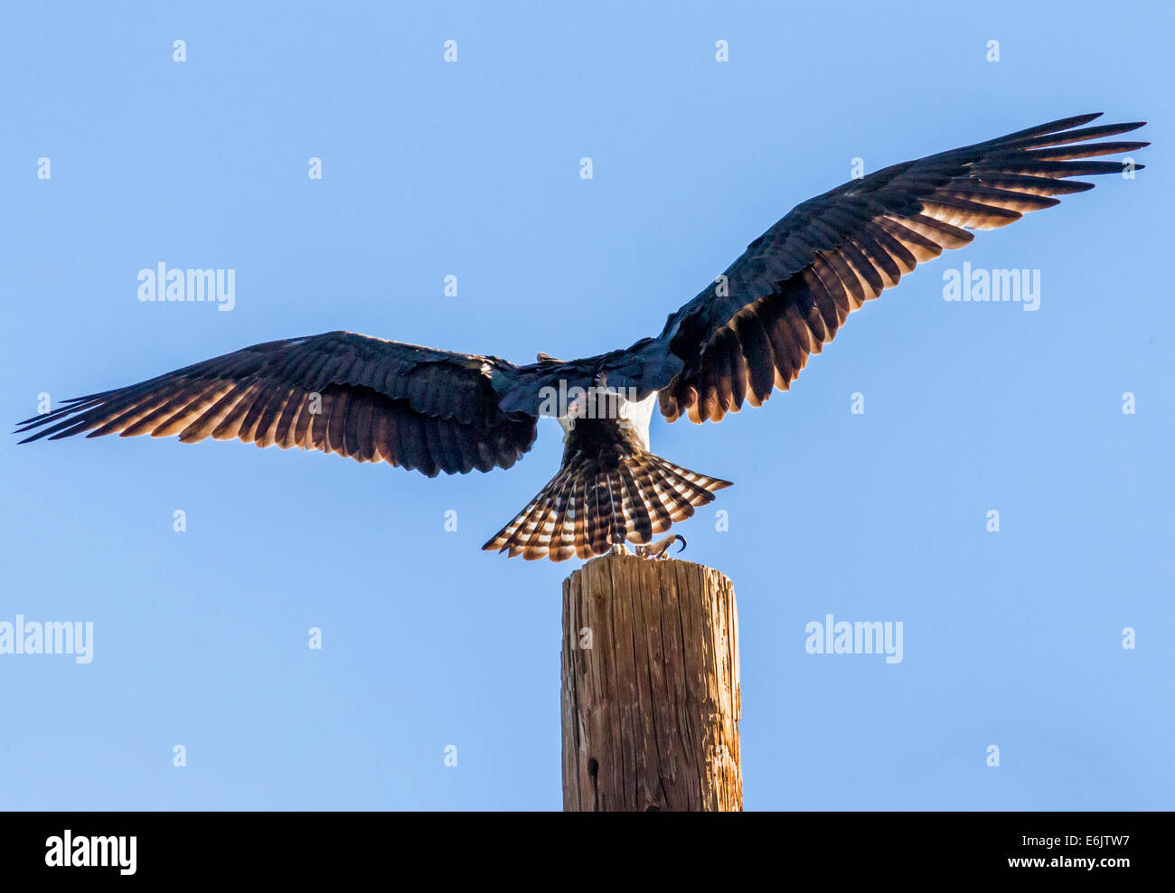 Osprey in pole, Pandion haliaetus, sea hawk, pesce eagle, fiume hawk, pesce hawk, raptor, Chaffee County, Colorado, STATI UNITI D'AMERICA Foto Stock