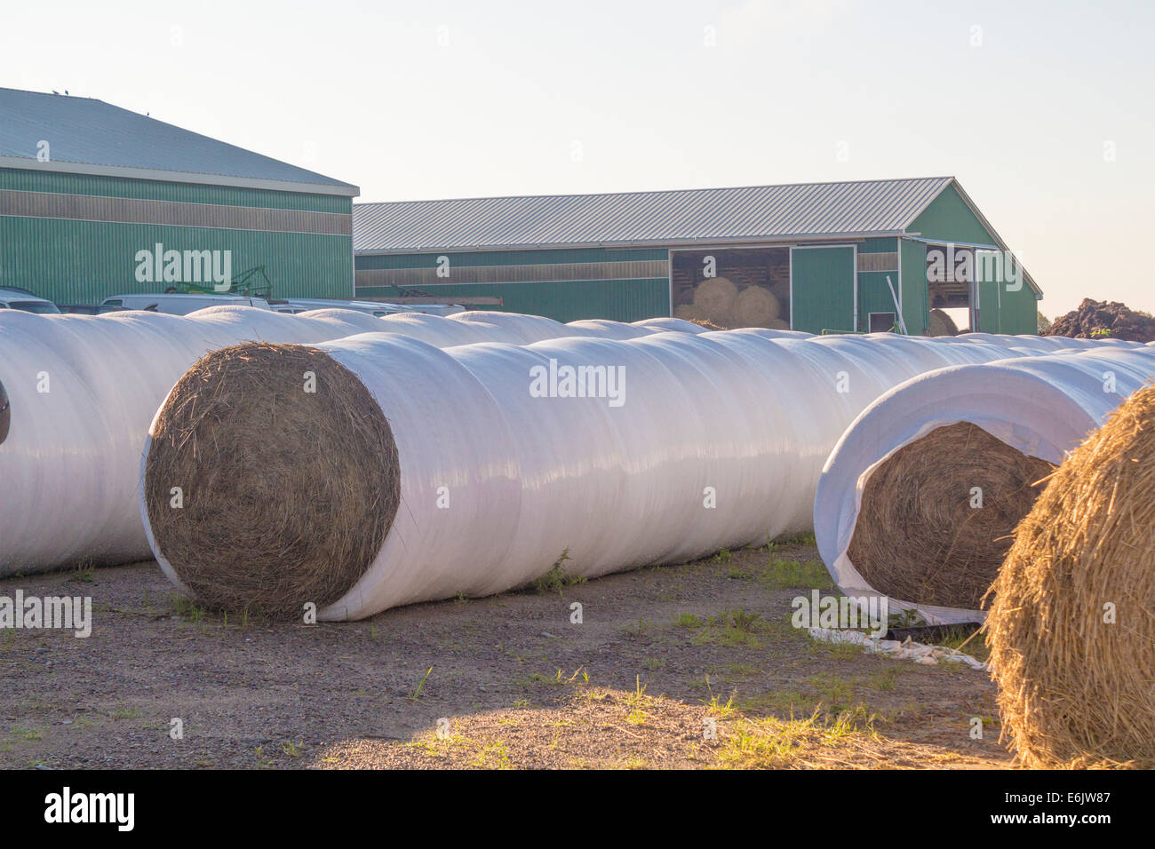 Righe di plastica rivestito di rotoballe di fieno seduto in un cantiere di fattoria Foto Stock