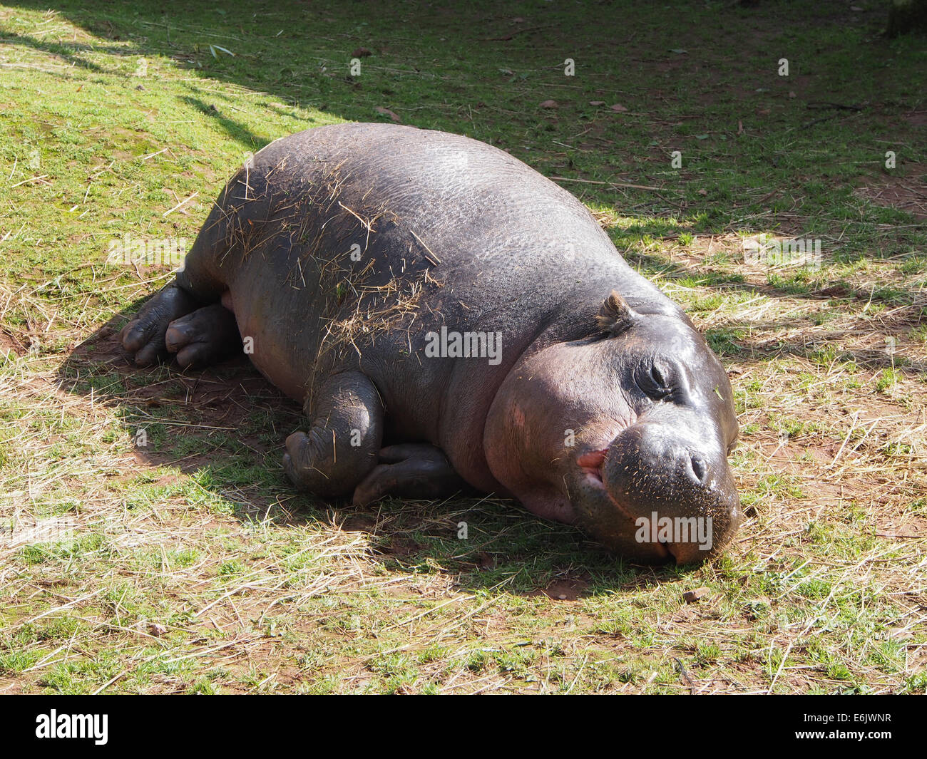 Un pigmeo Ippopotamo dormire al sole nel sud dei laghi Zoo Safari, Cumbria, Inghilterra Foto Stock