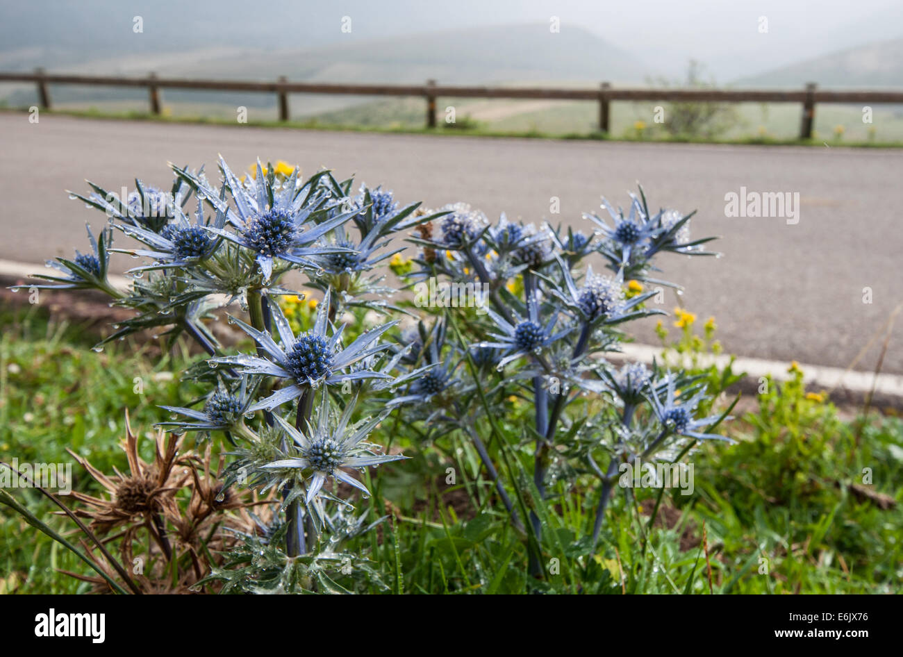 Fiori blu Foto Stock