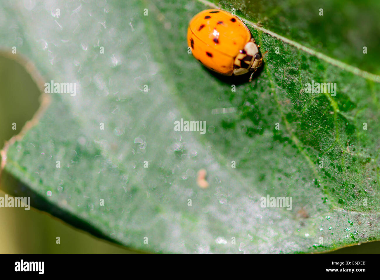 Spotted red lady bug su una foglia di pianta Foto Stock