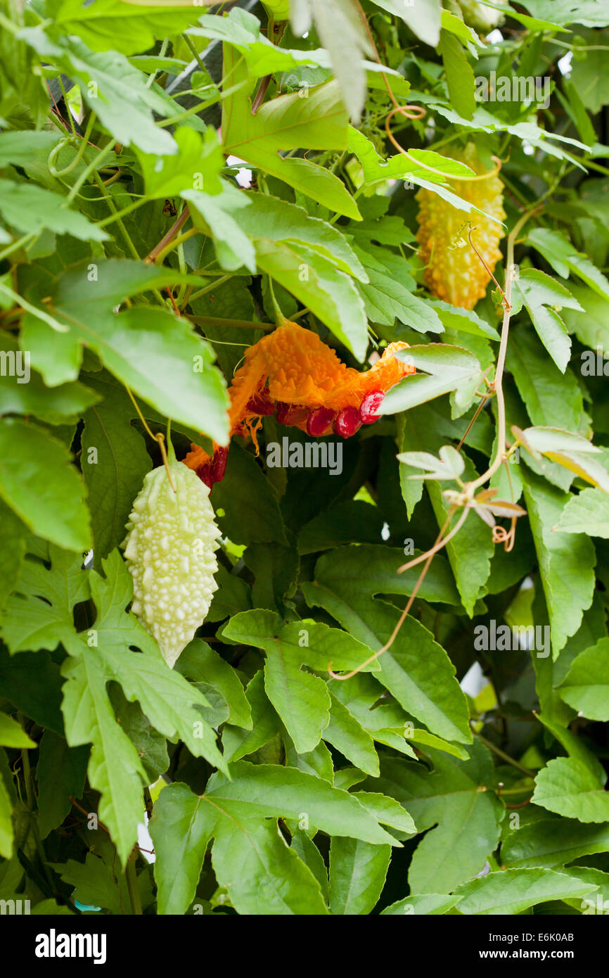 Amari frutti di melone (Momordica charantia) sulla vite Foto Stock