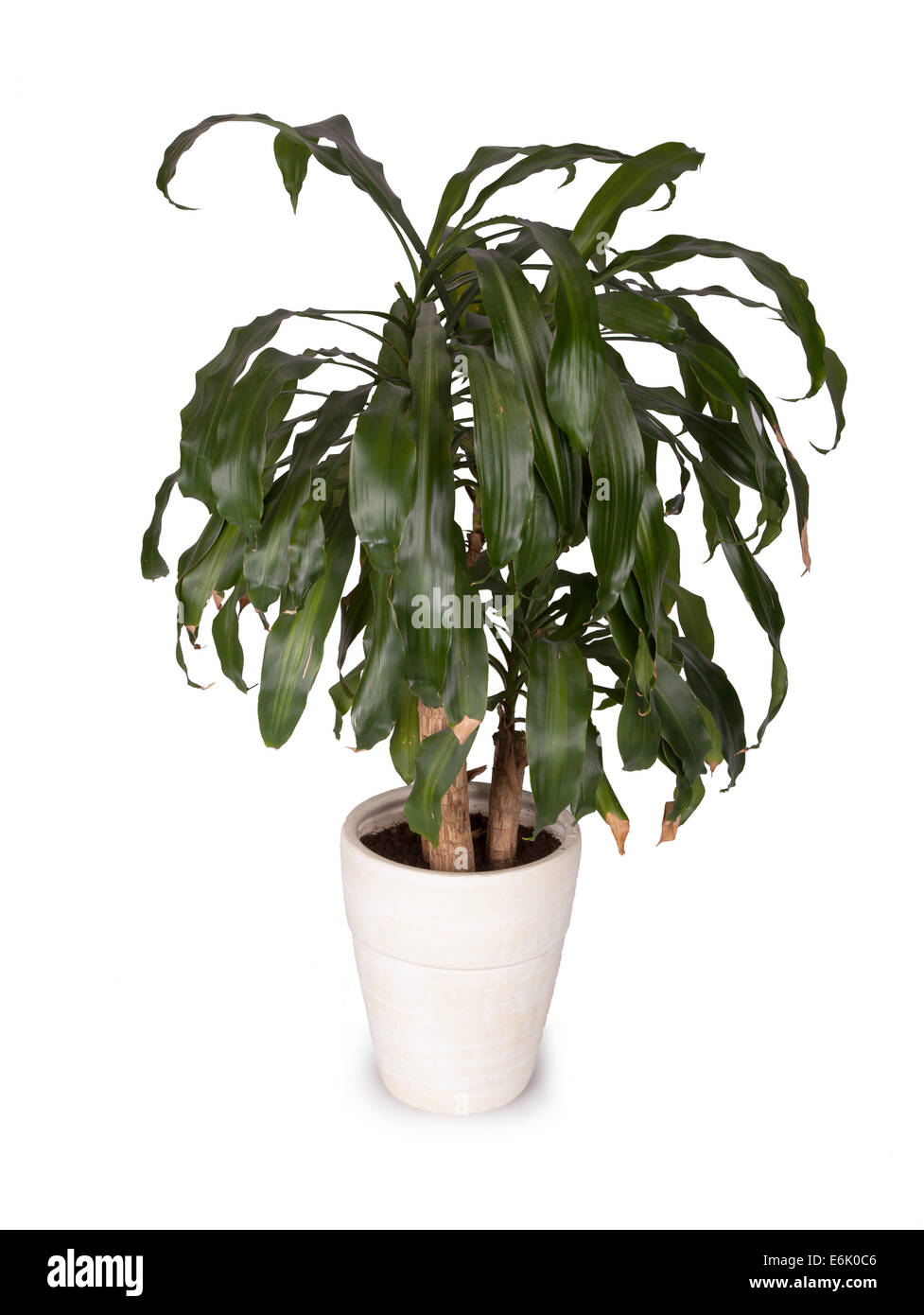 Yucca in una pentola di bianco, isolato su bianco Foto Stock