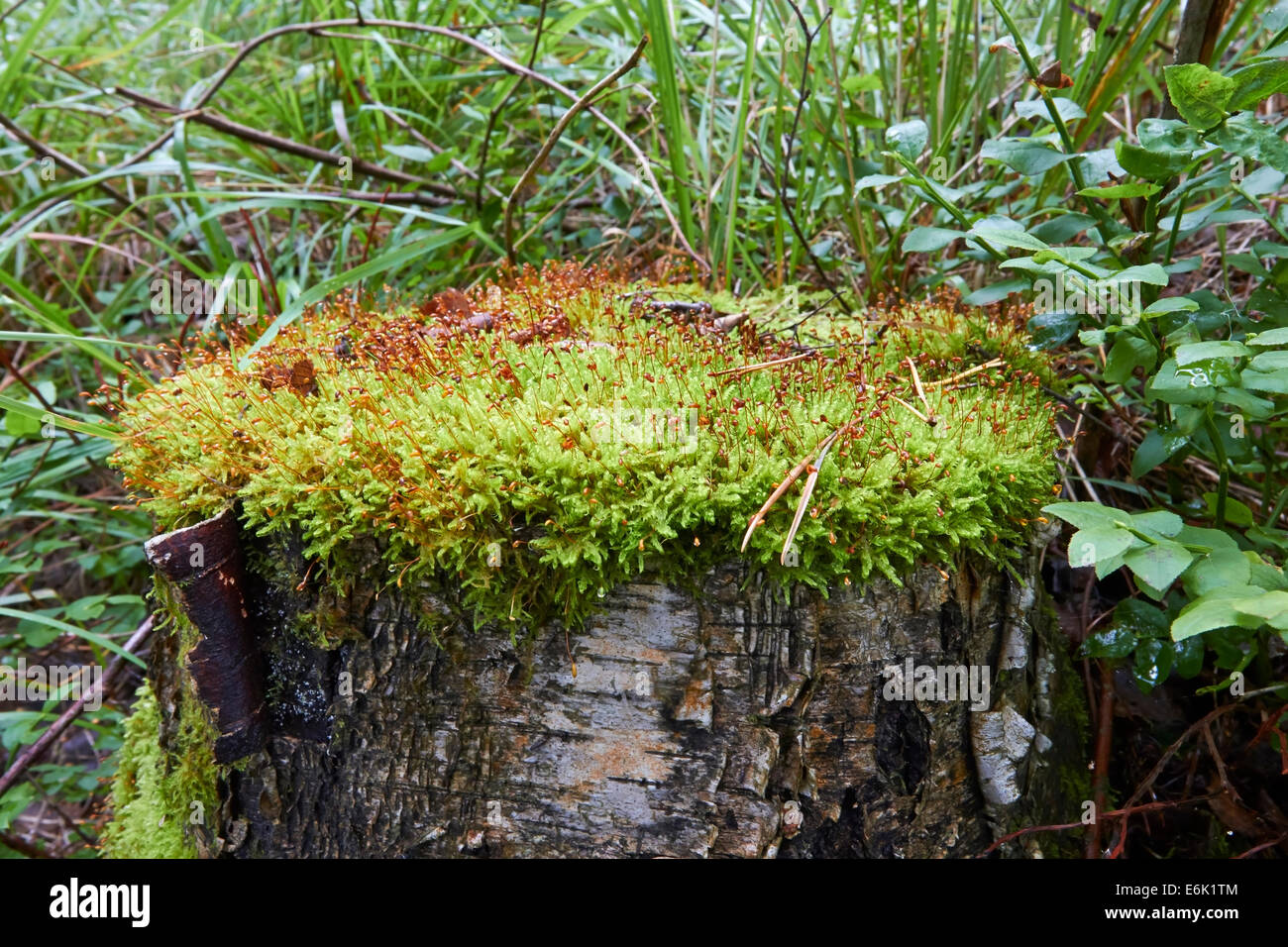 Coperte di muschio vecchio albero moncone, Finlandia Europa Foto Stock