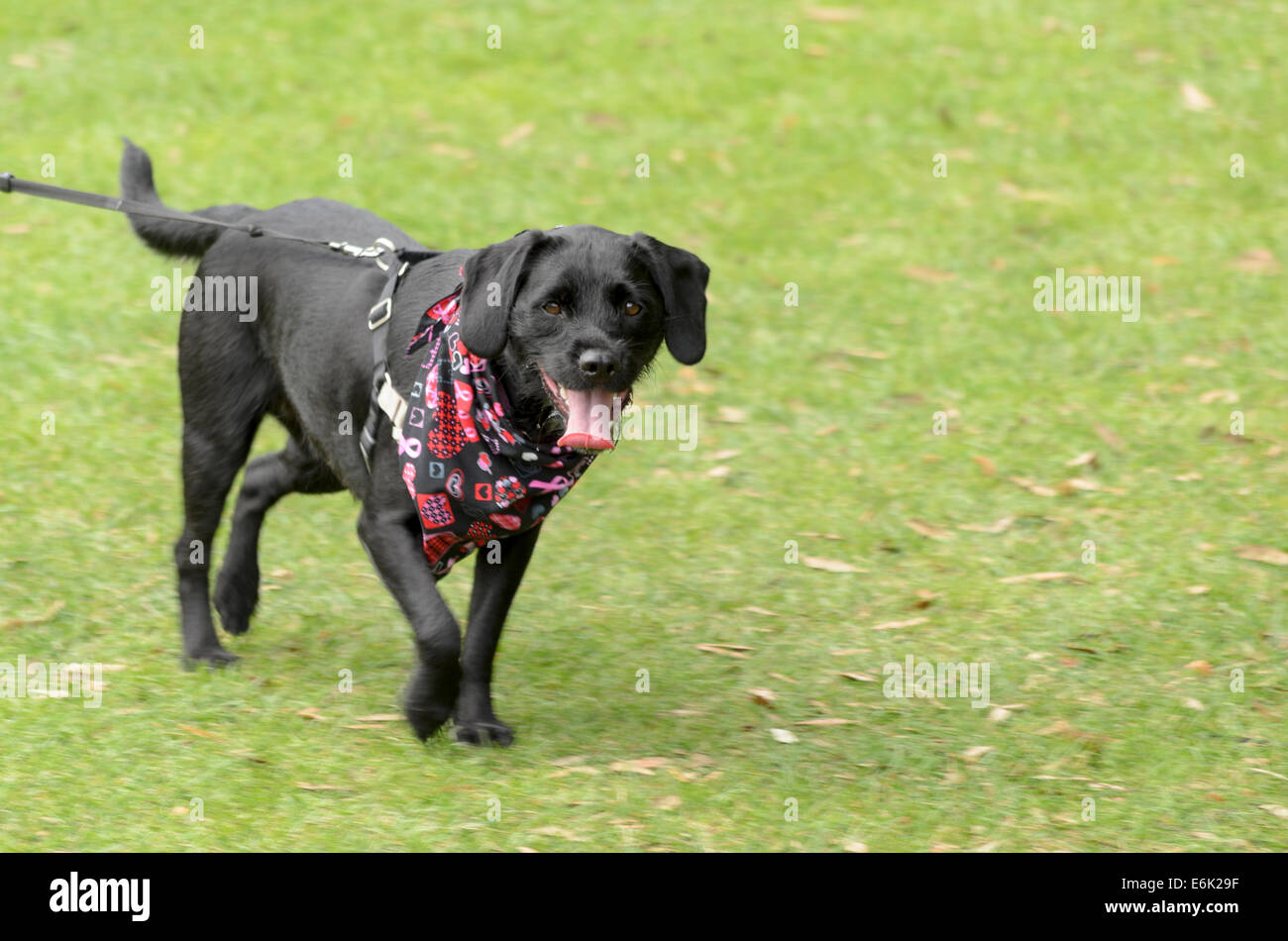 Un cane che viene portato a piedi durante l'evento annuale Race-for-Life Inghilterra Regno Unito Foto Stock