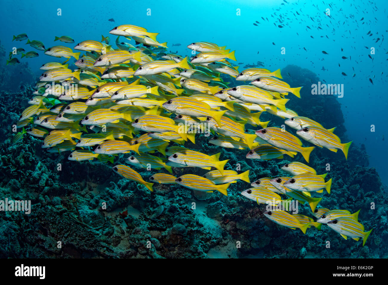 Scuola di Bluestripe Lutiani (Lutjanus kasmira) nella parte anteriore di una barriera corallina, Oceano Indiano, Embudu, South Malé Atoll, Maldive Foto Stock