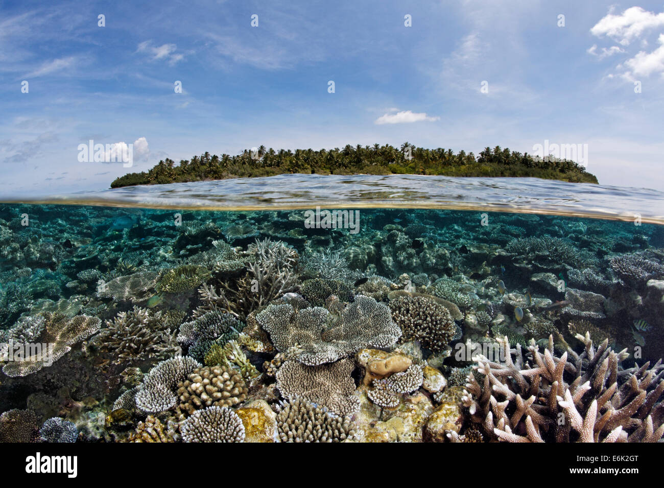 Un Maldive isole coperte di palme e una barriera corallina ricoperta con la pietra di coralli, barriera corallina, reef piatto, Oceano Indiano Foto Stock