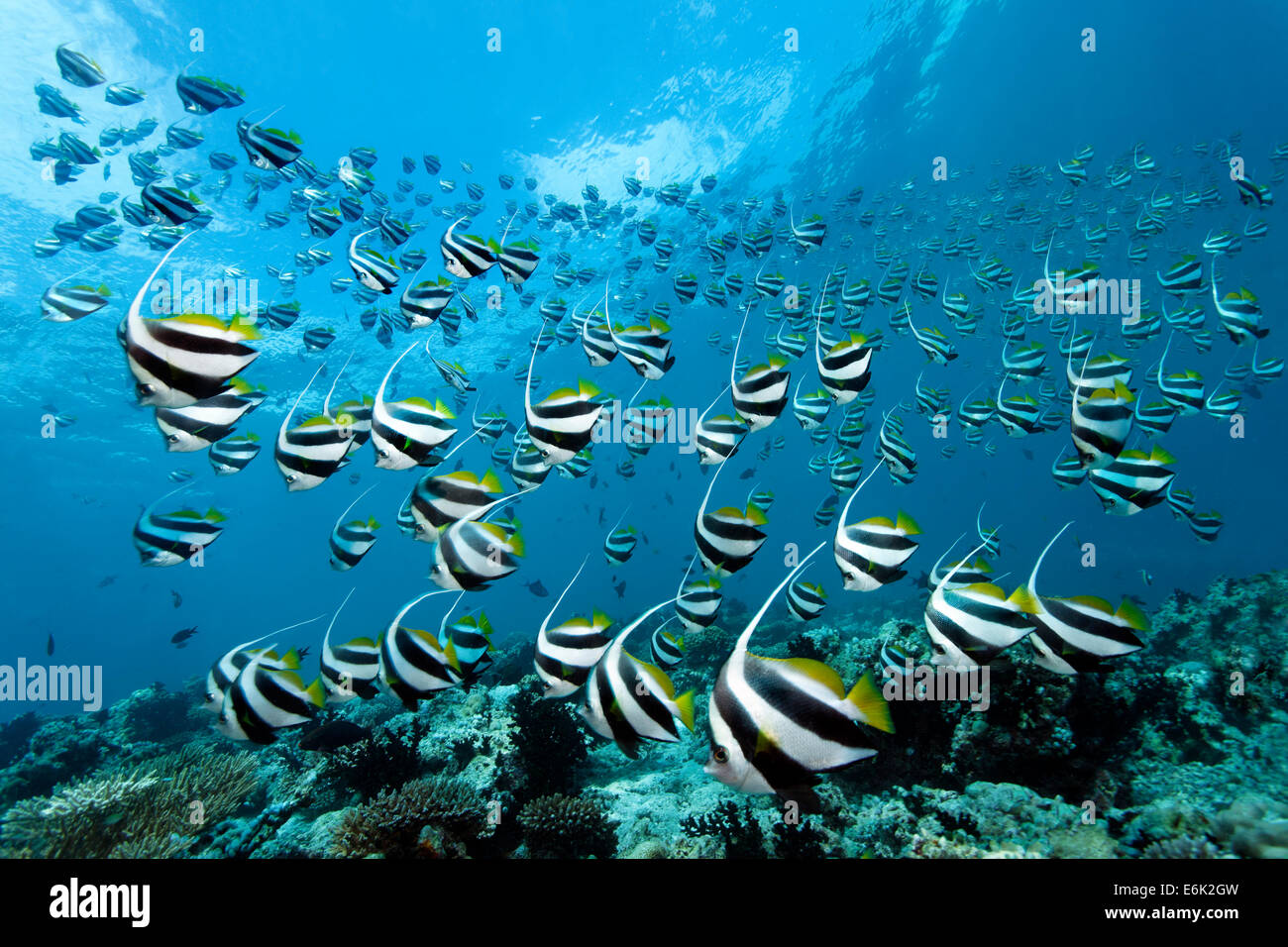 Scuola di scolarizzazione Bannerfish (Heniochus diphreutes) su una scogliera di corallo, Oceano Indiano, Embudu, South Malé Atoll, Maldive Foto Stock