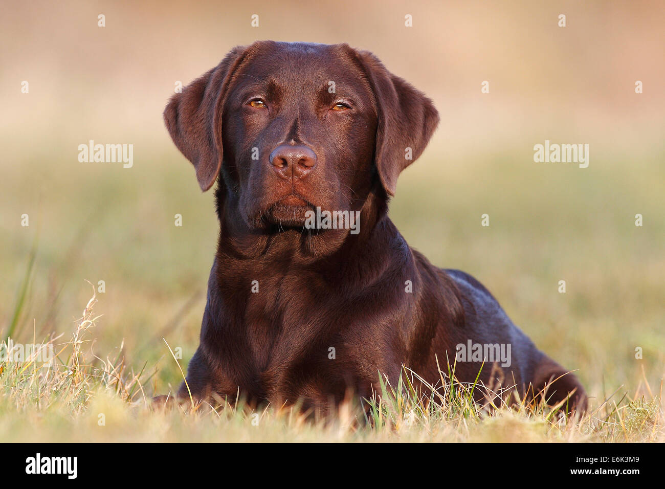 Il cioccolato Labrador Retriever, cane maschio giacente in erba, Germania Foto Stock