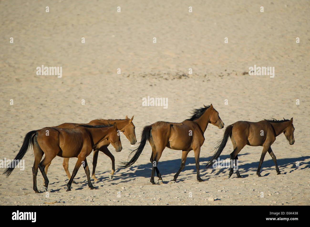 Cavalli selvaggi nel deserto del Namib, discendenti dei cavalli della coloniale tedesca la forza di protezione in tedesco Africa sudoccidentale Foto Stock