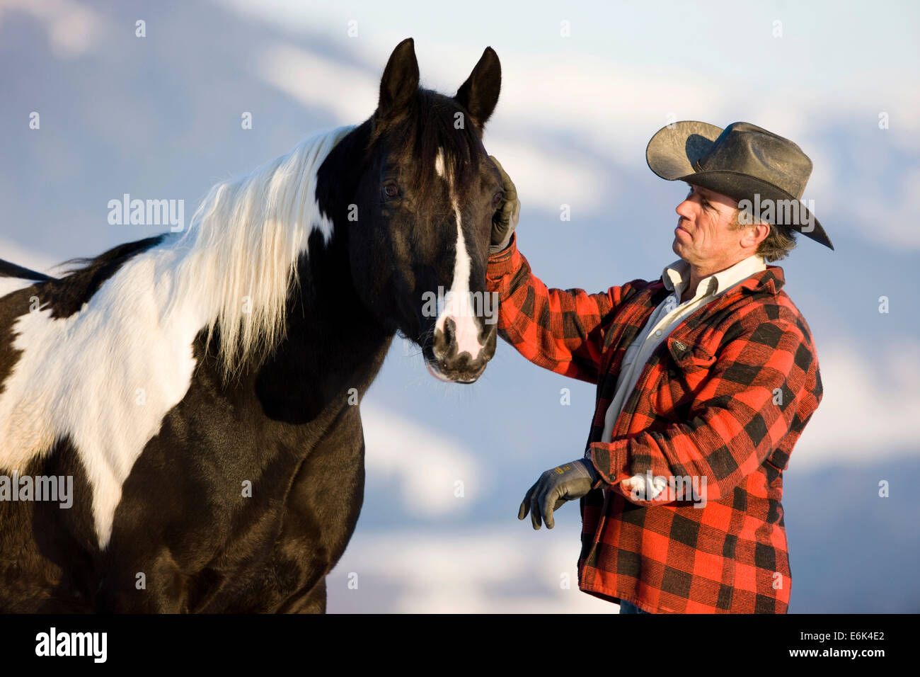 Cowboy con un American Paint Horse stallone, nero tobiano, Tirolo del nord, Austria Foto Stock