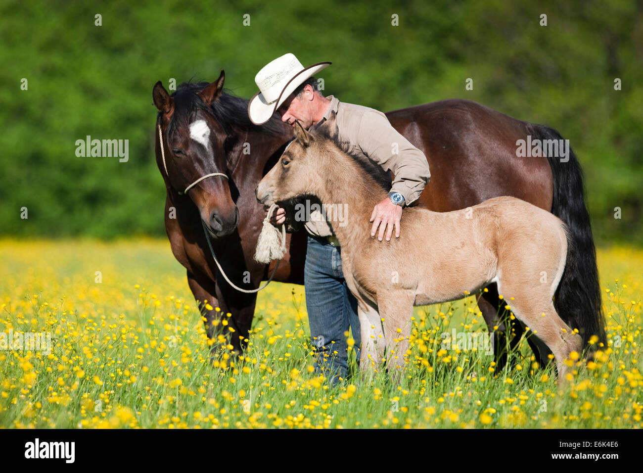 Cowboy con una baia e daino Quarter Horse, il mare e il puledro, su di un prato di fiori, Tirolo del nord, Austria Foto Stock