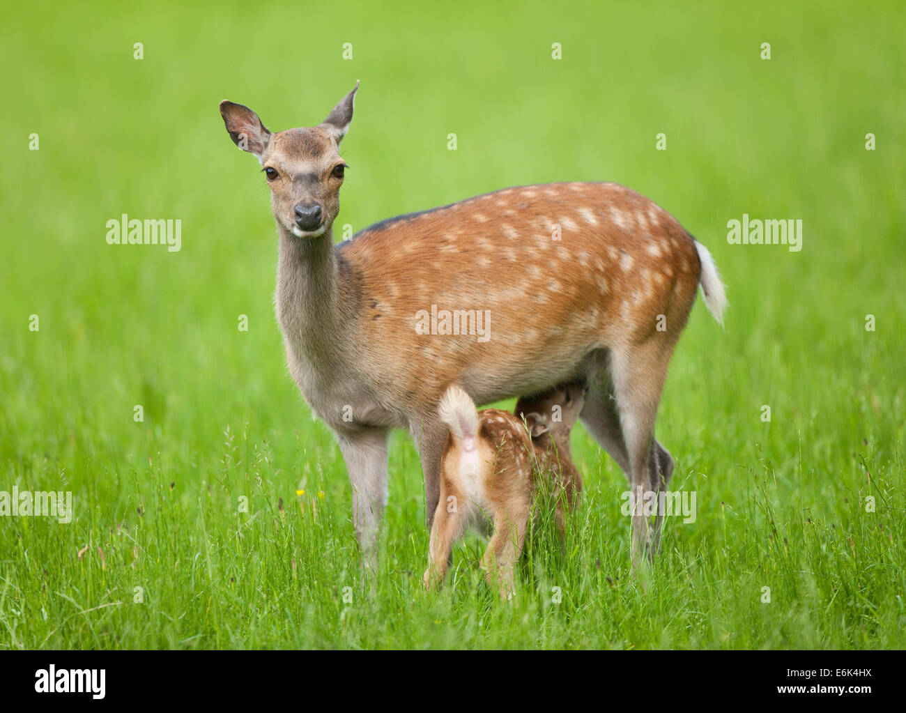 Sika cervo (Cervus nippon), hind lattante giovani, captive, Baviera, Germania Foto Stock