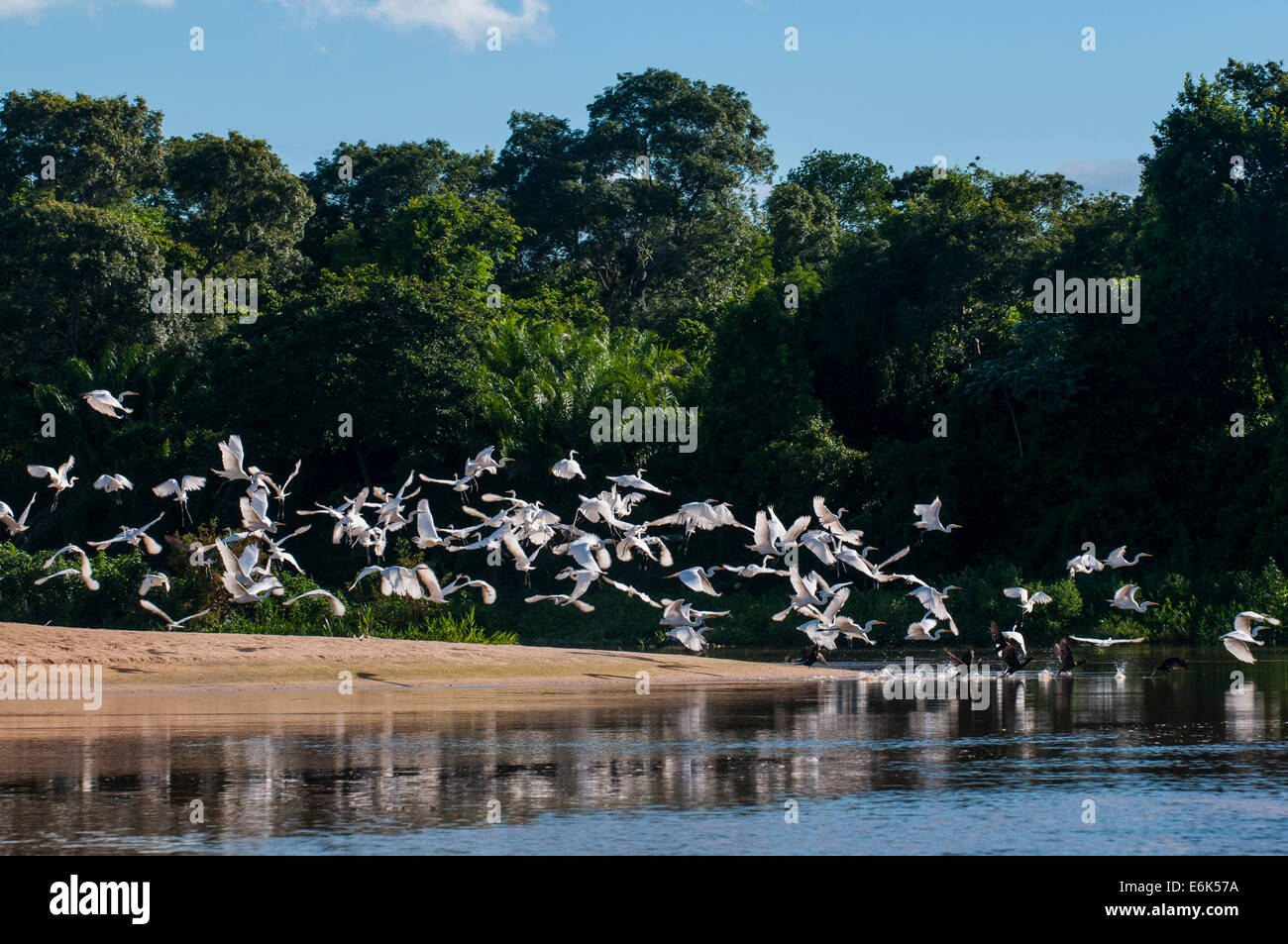 Gregge di Cocoi aironi (Ardea cocoi), Pantanal, Sito Patrimonio Mondiale dell'UNESCO, Mato Grosso do Sul, Brasile Foto Stock