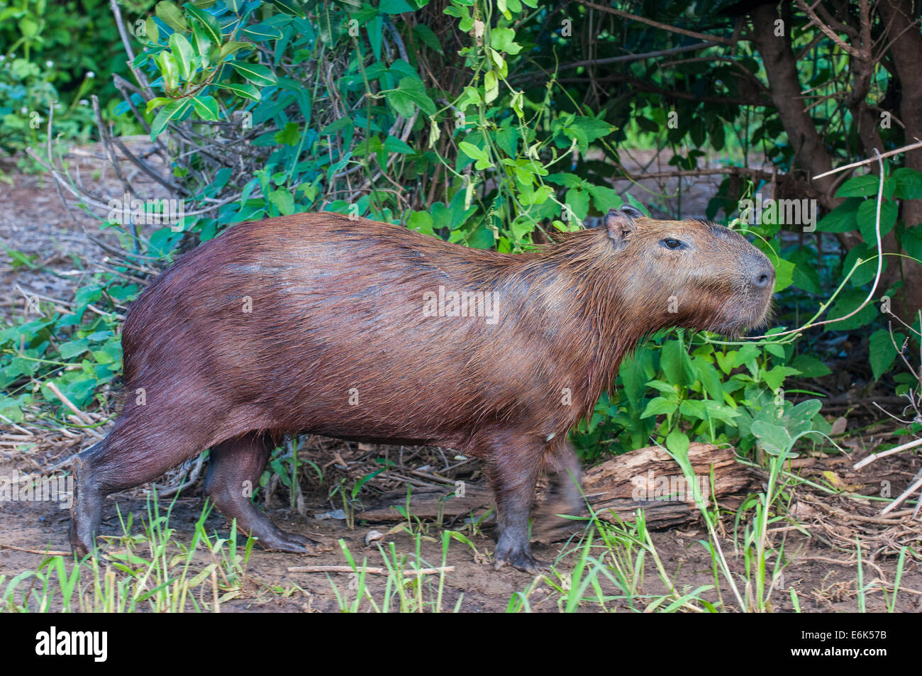 Capibara (Hydrochoerus hydrochaeris), Pantanal, Sito Patrimonio Mondiale dell'UNESCO, Mato Grosso do Sul, Brasile Foto Stock
