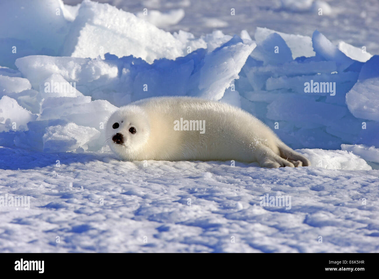 Arpa di tenuta o guarnizione a doppio spiovente (Pagophilus groenlandicus, Phoca groenlandica) pup sulla banchisa, le isole della Maddalena Foto Stock