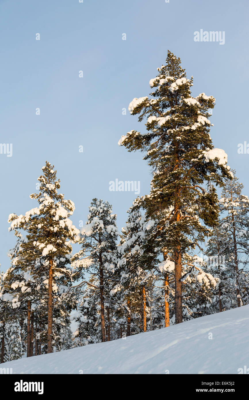 Coperta di neve alberi, vicino a Utsjoki, Lapponia, Finlandia Foto Stock