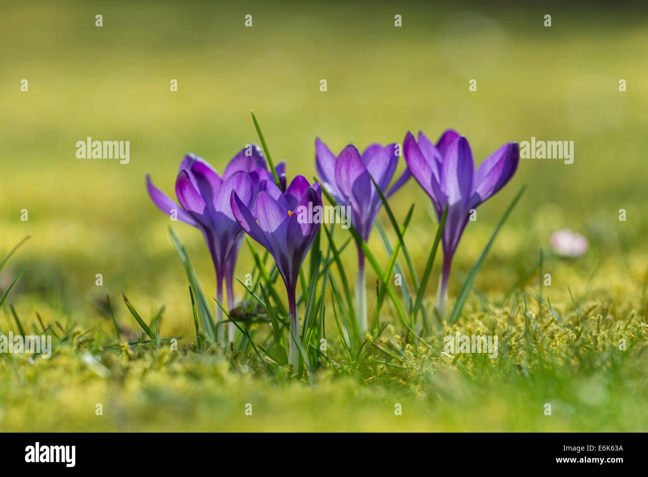 La molla di crochi (crocus vernus), Austria superiore, Austria Foto Stock