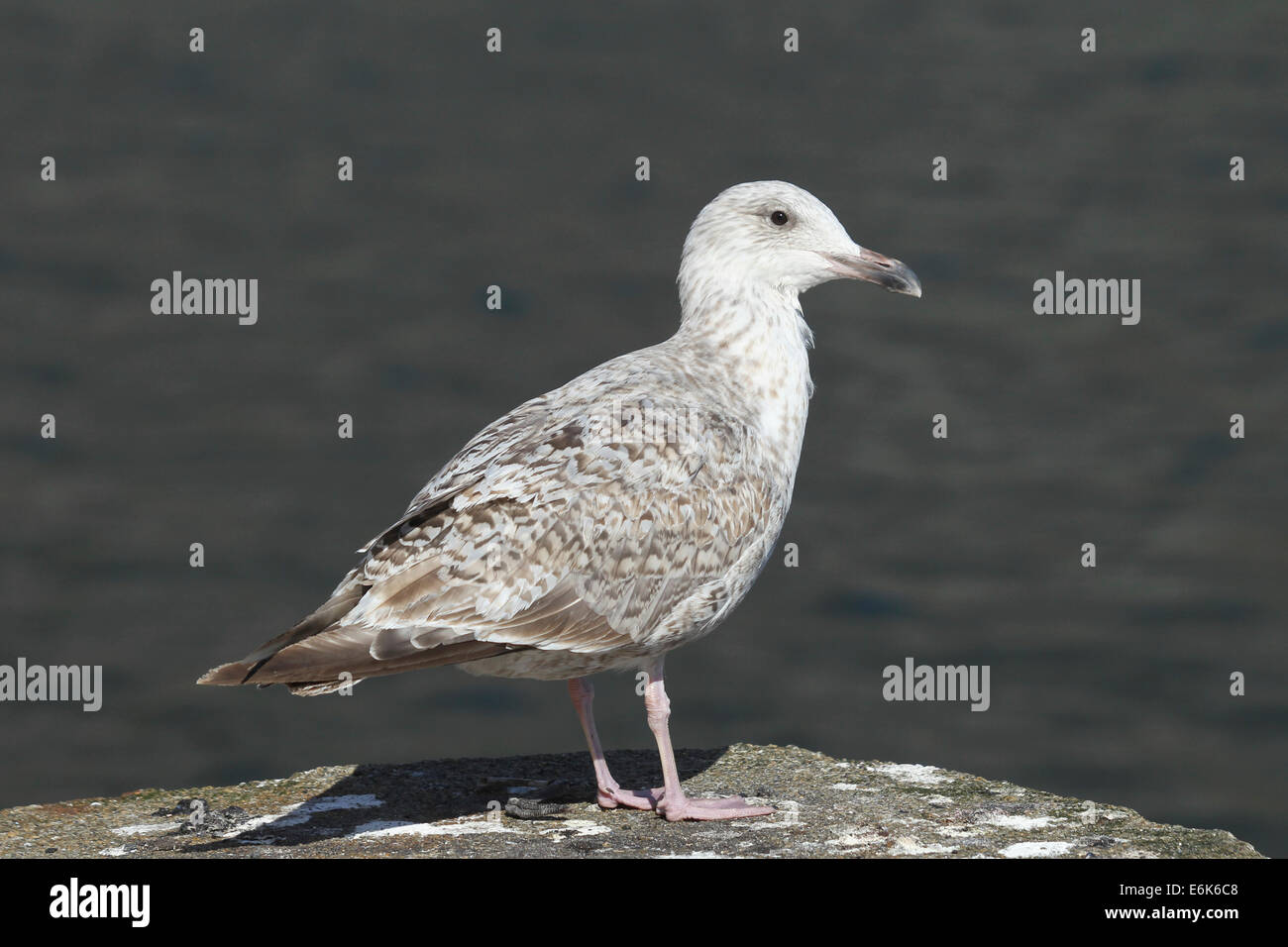 Grande nero-backed gull (Larus marinus), giovane bird, Bird Rock Ekkerøy, Varanger, Norvegia Foto Stock