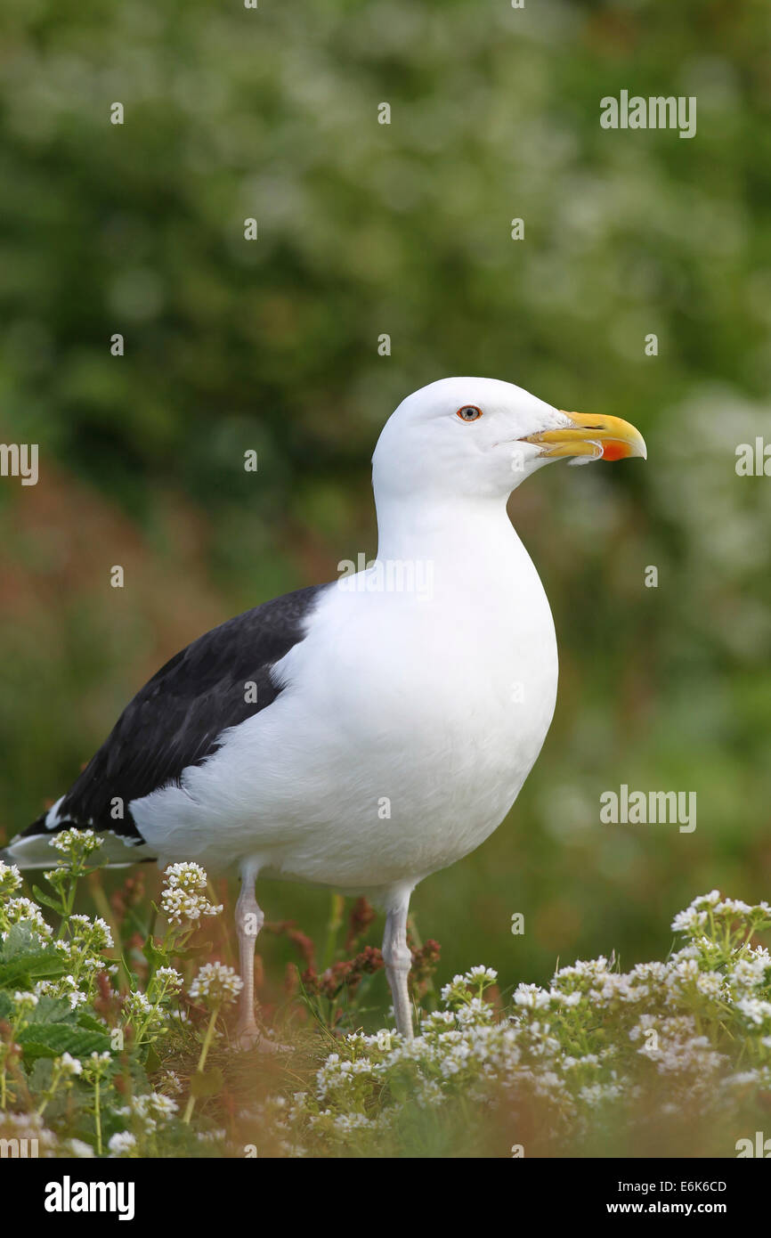 Grande nero-backed gull (Larus marinus), Adulto, bird island Hornøya, Varanger, Norvegia Foto Stock