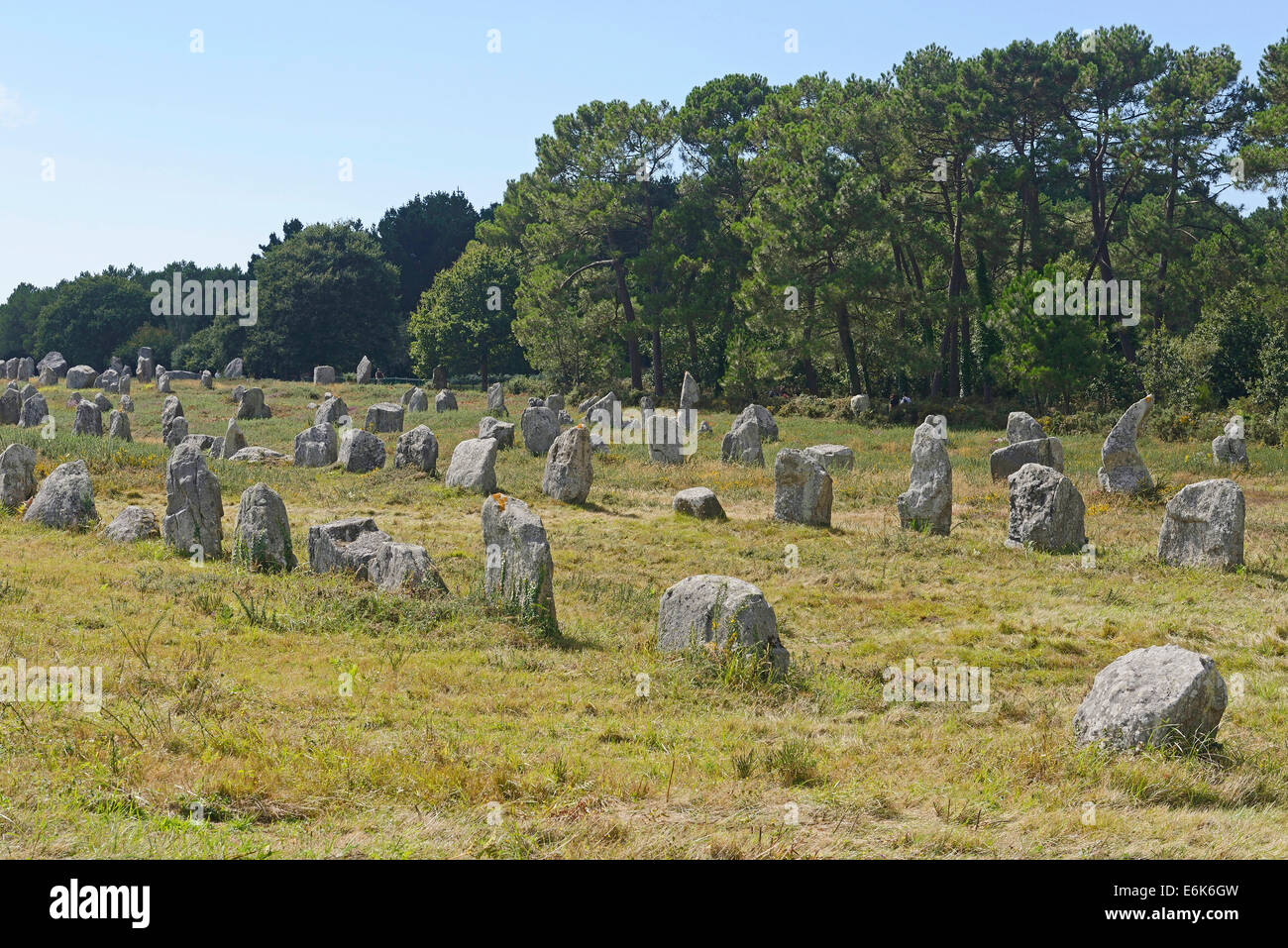 Carnac stones, menhir vicino a Carnac, Dipartimento Morbihan, in Bretagna, Francia Foto Stock